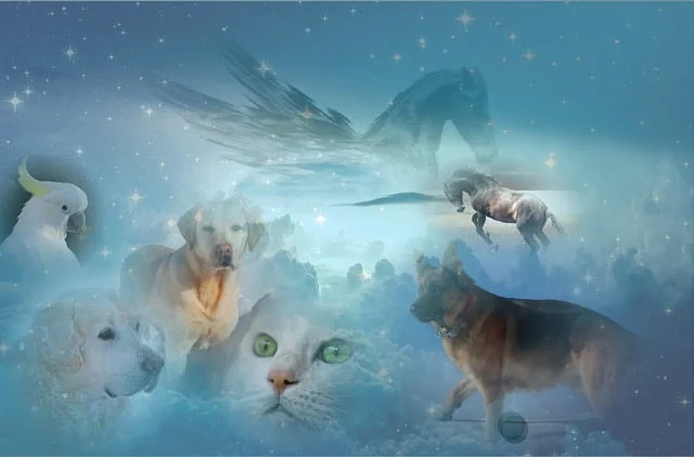 Animals Horse Dog Cat