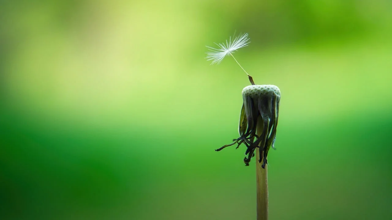 mindfulness events