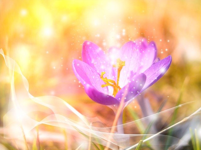 crocus 3217408 640